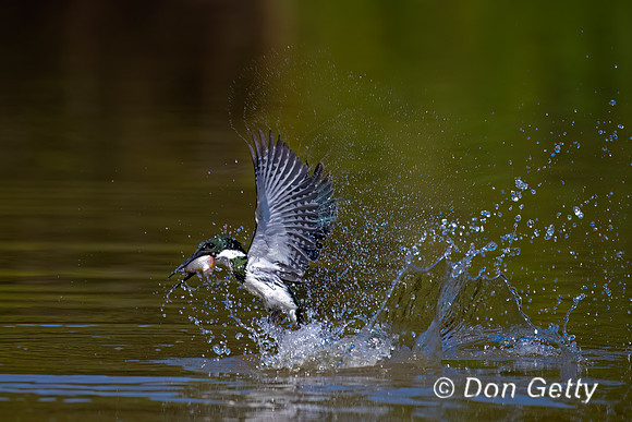 Amazon Kingfisher