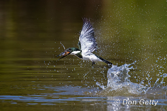 Amazon Kingfisher