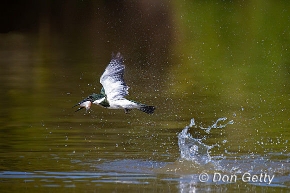Amazon Kingfisher