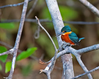 American Pygmy Kingfisher