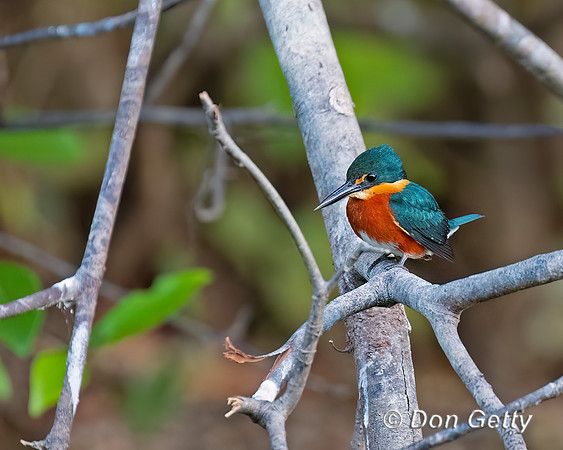 American Pygmy Kingfisher
