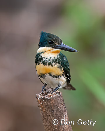 Green Kingfisher