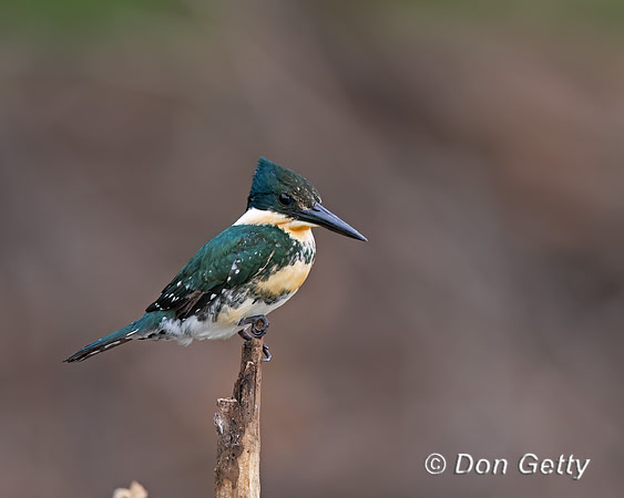 Green Kingfisher