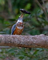 Ringed Kingfisher