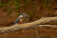 Ringed Kingfisher