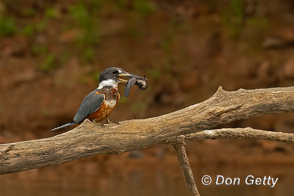Ringed Kingfisher