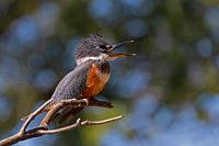 Ringed Kingfisher