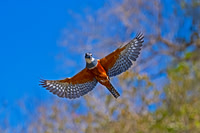 Ringed Kingfisher
