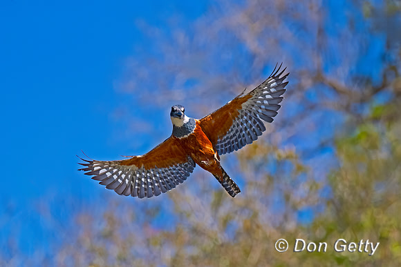 Ringed Kingfisher