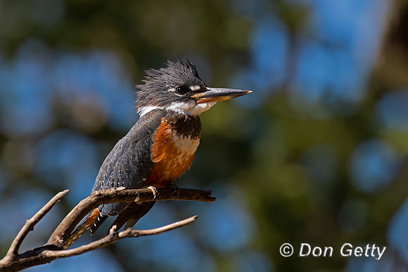 Ringed Kingfisher