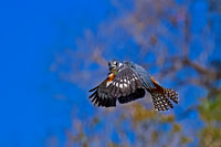 Ringed Kingfisher