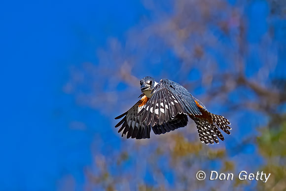 Ringed Kingfisher