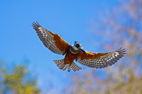 Ringed Kingfisher
