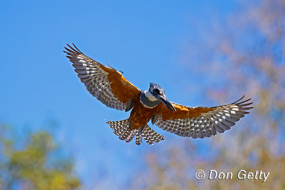 Ringed Kingfisher
