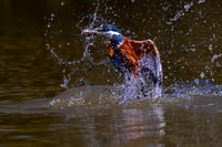 Ringed Kingfisher
