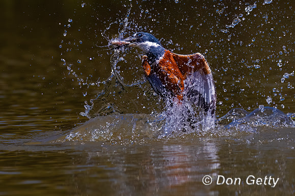 Ringed Kingfisher