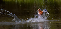 Ringed Kingfisher
