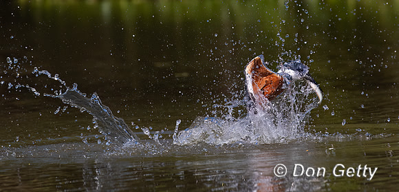 Ringed Kingfisher