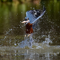 Ringed Kingfisher