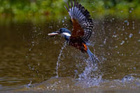 Ringed Kingfisher
