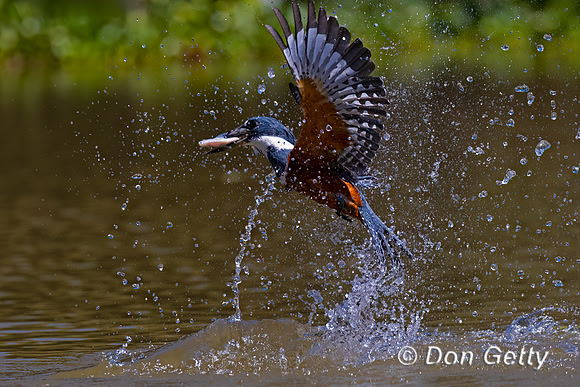 Ringed Kingfisher
