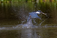 Ringed Kingfisher
