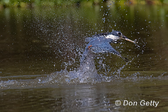 Ringed Kingfisher
