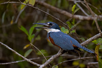 Ringed Kingfisher