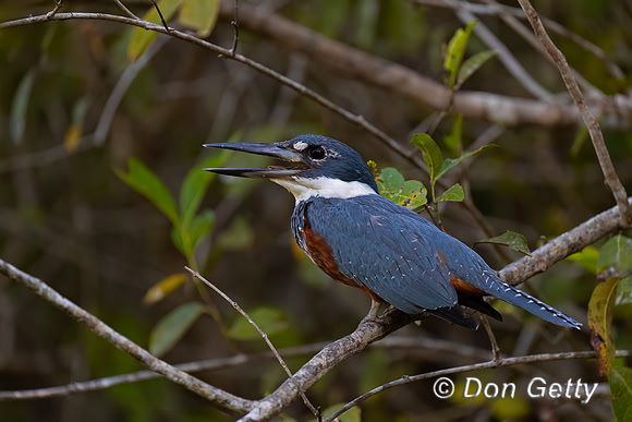 Ringed Kingfisher