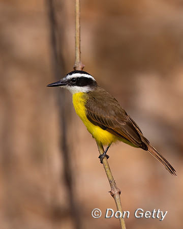 Great Kiskadee