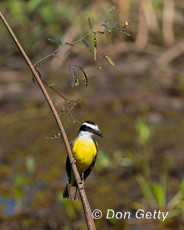 Great Kiskadee