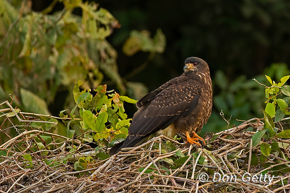 Snail Kite