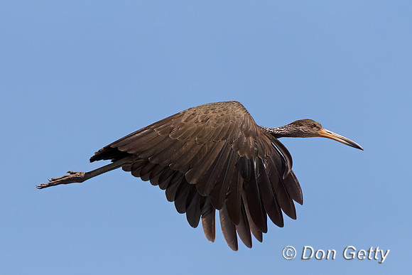 Limpkin
