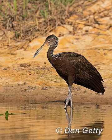 Limpkin