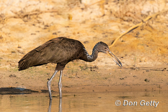Limpkin