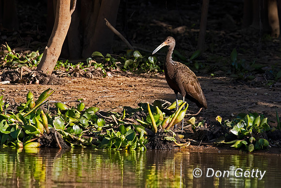 Limpkin