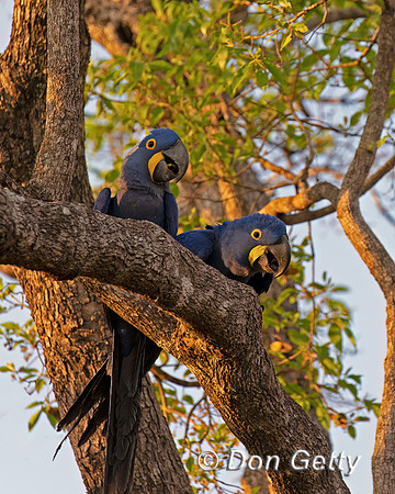 Hyacinth Macaw