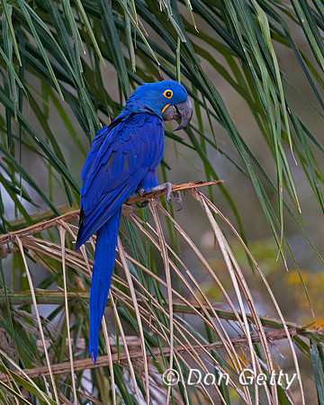 Hyacinth Macaw