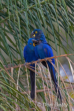 Hyacinth Macaw