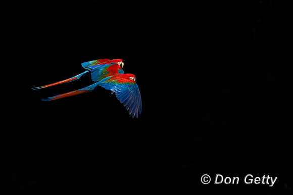 Red-and-green Macaw