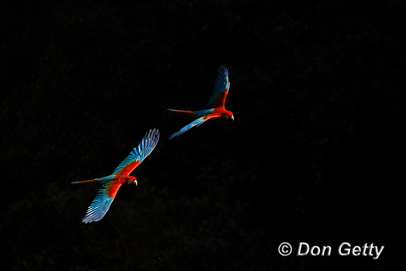 Red-and-green Macaw