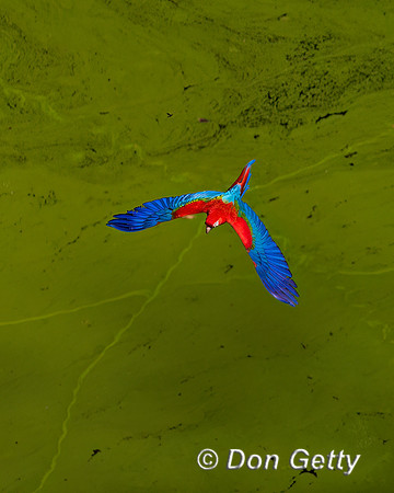 Red-and-green Macaw