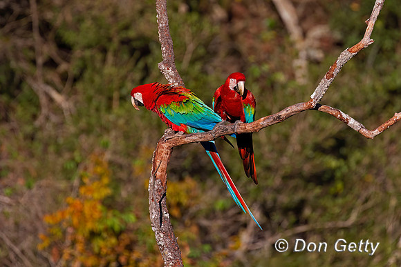 Red-and-green Macaw