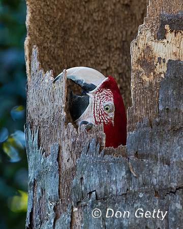 Red-and-green Macaw