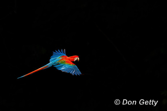Red-and-green Macaw