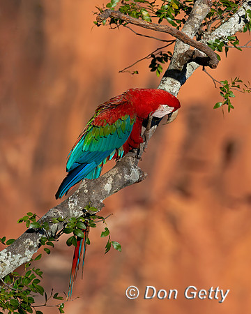 Red-and-green Macaw