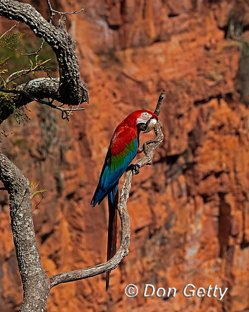 Red-and-green Macaw