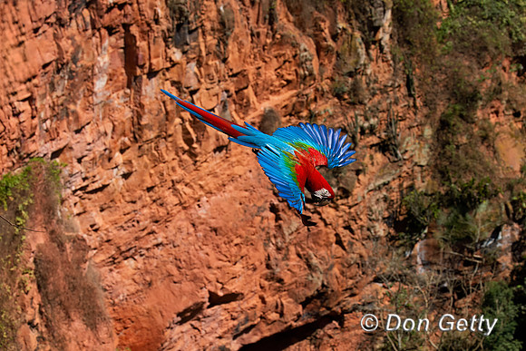 Red-and-green Macaw