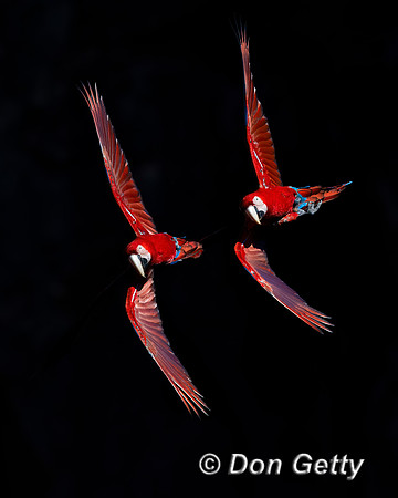 Red-and-green Macaw
