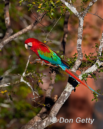 Red-and-green Macaw